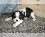Puppy Brooke Cavalier King Charles Spaniel