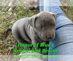 Small Photo #11 American Pit Bull Terrier Puppy For Sale in DELAWARE, OH, USA