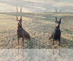 Small Photo #8 Doberman Pinscher Puppy For Sale in MONROE, NC, USA