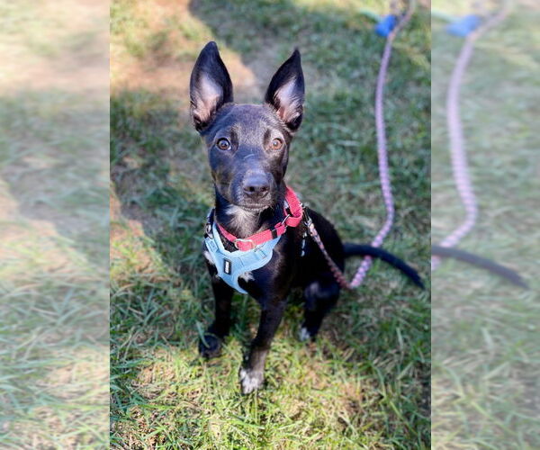 Medium Photo #6 Mutt Puppy For Sale in Canton, CT, USA