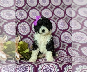 Miniature Bernedoodle Puppy for sale in GLEN ROCK, PA, USA