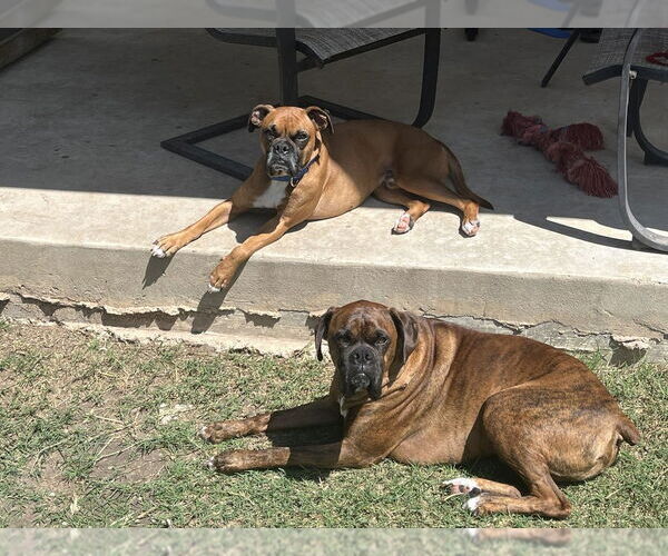 Medium Photo #2 Boxer Puppy For Sale in Austin, TX, USA