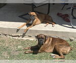 Small #1 Boxer