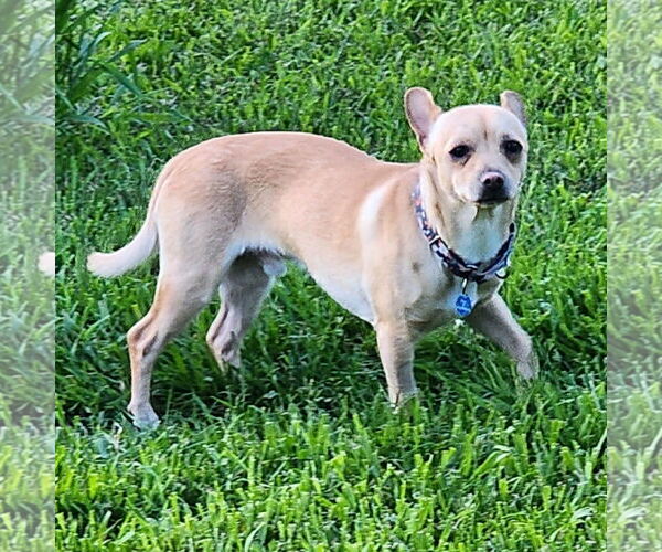 Medium Photo #5 Chihuahua Puppy For Sale in Fargo, ND, USA