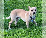 Small #4 Chihuahua