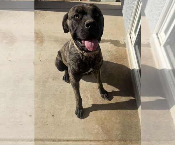 Medium Photo #1 Mutt Puppy For Sale in Chandler, AZ, USA