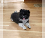Image preview for Ad Listing. Nickname: Litter of 3