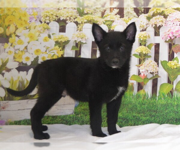 Medium Photo #1 Mutt Puppy For Sale in Oroville, CA, USA