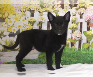 Mutt Dogs for adoption in Oroville, CA, USA