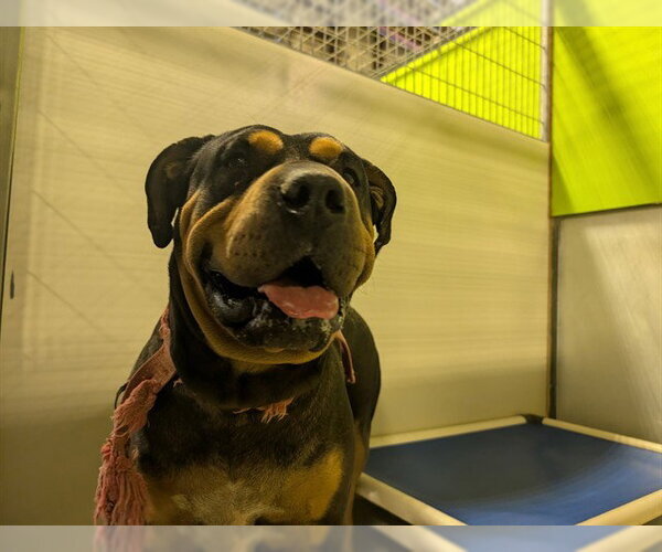 Medium Photo #1 Chinese Shar-Pei-Rottweiler Mix Puppy For Sale in Bakersfield, CA, USA