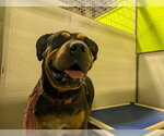 SWEETS - Female Chinese Shar-Pei-Rottweiler Mix Dog for Adoption - Small photo
