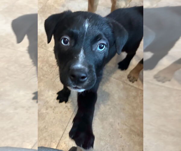 Medium Photo #3 Shepradors Puppy For Sale in Minneapolis, MN, USA