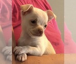 Small Chihuahua
