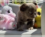 Puppy Milkyway French Bulldog