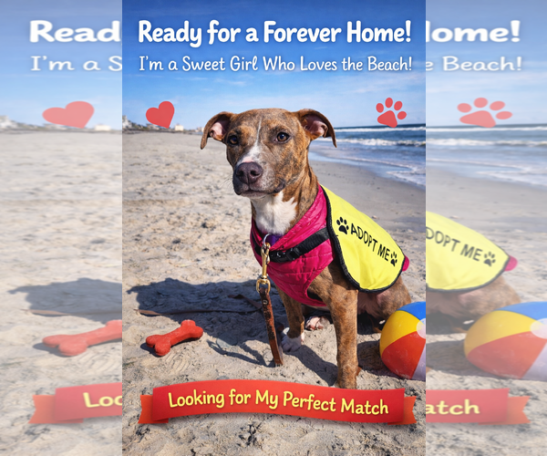 Medium Photo #4 Mutt Puppy For Sale in Mount Pleasant, SC, USA