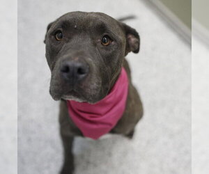 American Staffordshire Terrier-Unknown Mix Dogs for adoption in San Antonio, TX, USA