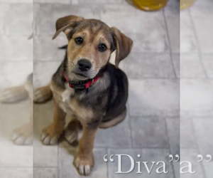 Diva - Female Labrador Retriever-Unknown Mix Dog for Adoption - Photo #2