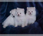Small #5 Pomeranian