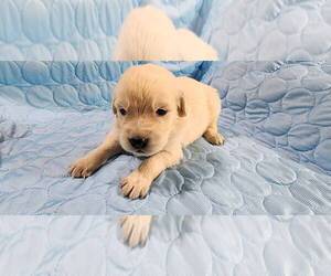 English Cream Golden Retriever Puppy for sale in AIKEN, SC, USA