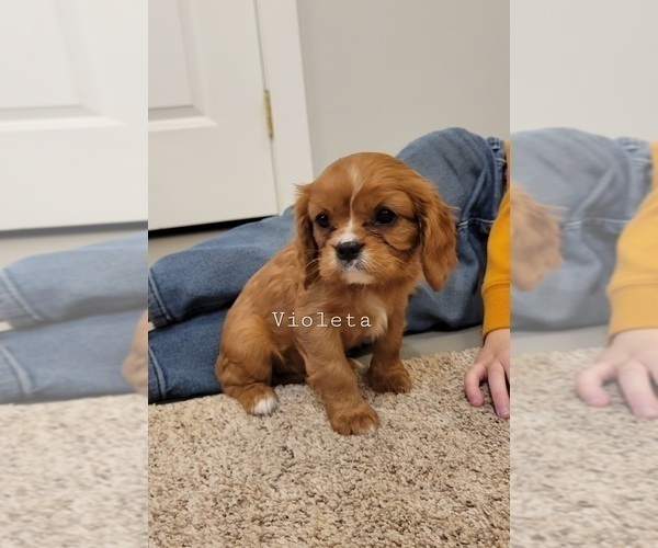 Medium Photo #2 Cavalier King Charles Spaniel Puppy For Sale in ORRVILLE, OH, USA
