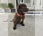 Small #1 Newfoundland