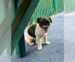 Small #6 Havanese