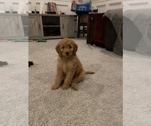 Goldendoodle Puppy for sale in VENICE, FL, USA