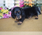 Small Photo #5 Dachshund Puppy For Sale in BENTON, AR, USA