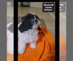 Small #1 Maltipoo (Toy)