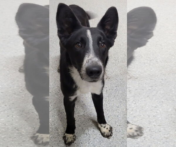 Medium Photo #11 Border Collie Puppy For Sale in Highland, IL, USA