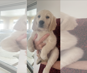 Golden Retriever Puppy for Sale in PORT SAINT LUCIE, Florida USA