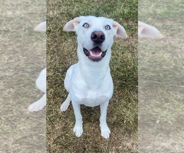 Medium Photo #1 Dogo Argentino-Labrador Retriever Mix Puppy For Sale in Bryant, AR, USA