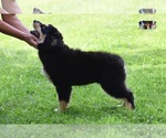 Small #6 Australian Shepherd