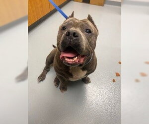 Bulldog-Unknown Mix Dogs for adoption in St. Cloud, FL, USA