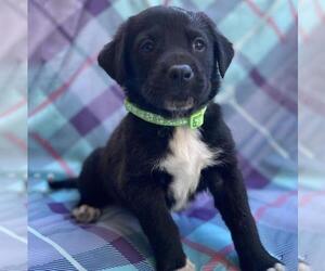 Labrador Retriever-Unknown Mix Dogs for adoption in San Diego, CA, USA