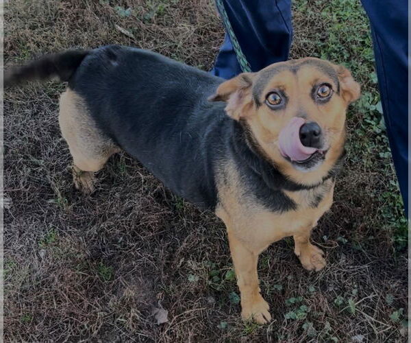 Medium Photo #6 Beagle-Unknown Mix Puppy For Sale in Sistersville, WV, USA