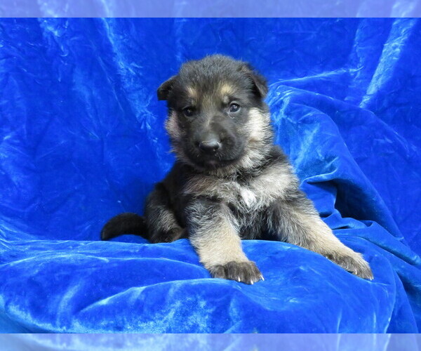Medium Photo #2 German Shepherd Dog Puppy For Sale in HARTVILLE, MO, USA