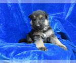 Small Photo #2 German Shepherd Dog Puppy For Sale in HARTVILLE, MO, USA