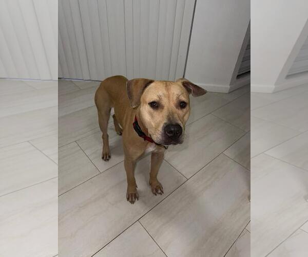 Medium Photo #3 American Staffordshire Terrier-Unknown Mix Puppy For Sale in miami, FL, USA