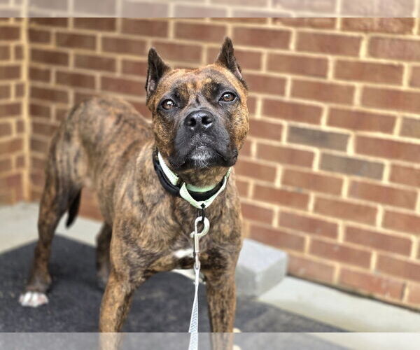 Medium Photo #4 Boxer-Unknown Mix Puppy For Sale in Millersville, MD, USA