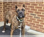 Small #3 Boxer Mix