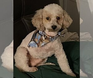 Poodle (Miniature) Dogs for adoption in Chico, CA, USA