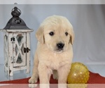 Puppy Maximilion English Cream Golden Retriever