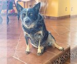 Small Mutt