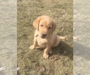 Labrador Retriever Puppy for sale in SACRED HEART, MN, USA