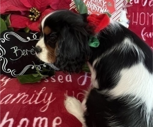 Medium Photo #11 Cavalier King Charles Spaniel Puppy For Sale in ABILENE, TX, USA
