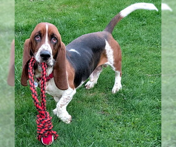 Medium Photo #4 Basset Hound Puppy For Sale in Deepwater, NJ, USA