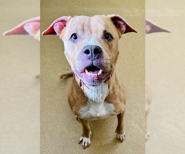 Medium Photo #1 American Pit Bull Terrier Puppy For Sale in Derwood, MD, USA