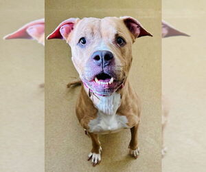 American Pit Bull Terrier Dogs for adoption in Derwood, MD, USA