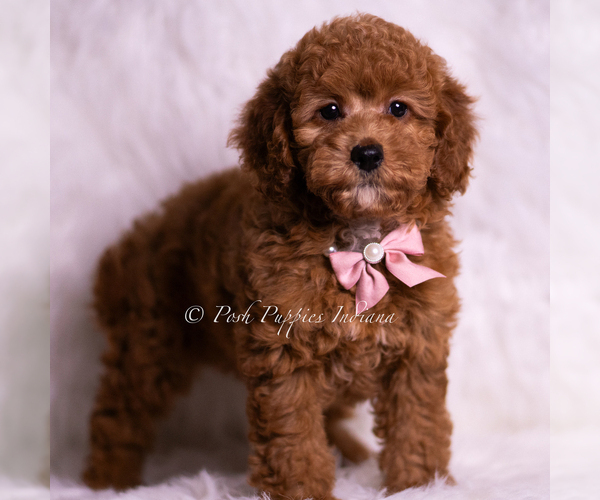 Medium Photo #1 Goldendoodle (Miniature) Puppy For Sale in WARSAW, IN, USA